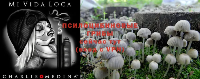 ссылка на мегу ONION  где купить наркоту  Черепаново  Псилоцибиновые грибы MAGIC MUSHROOMS 